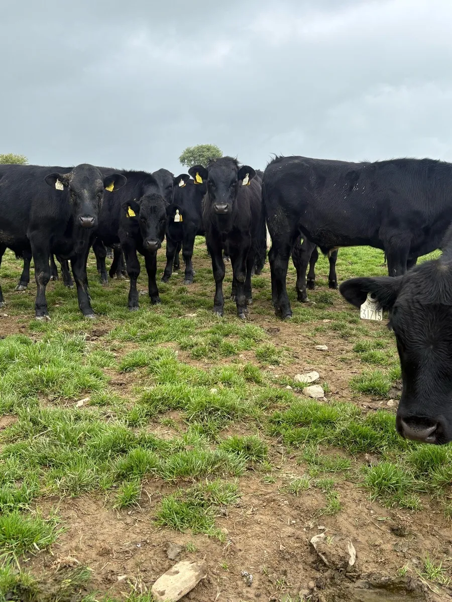 20 nice bullocks - Image 3