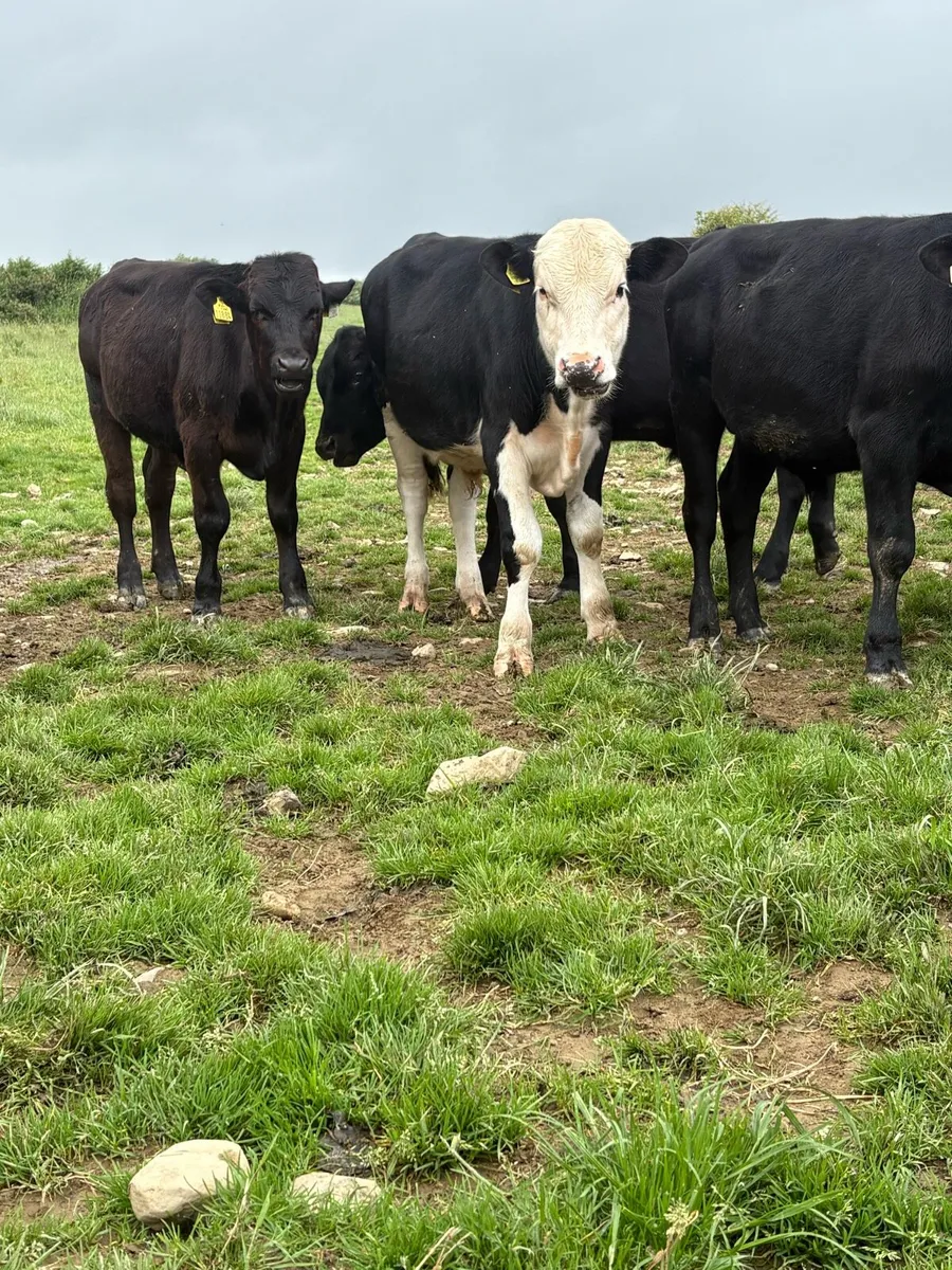 20 nice bullocks - Image 4