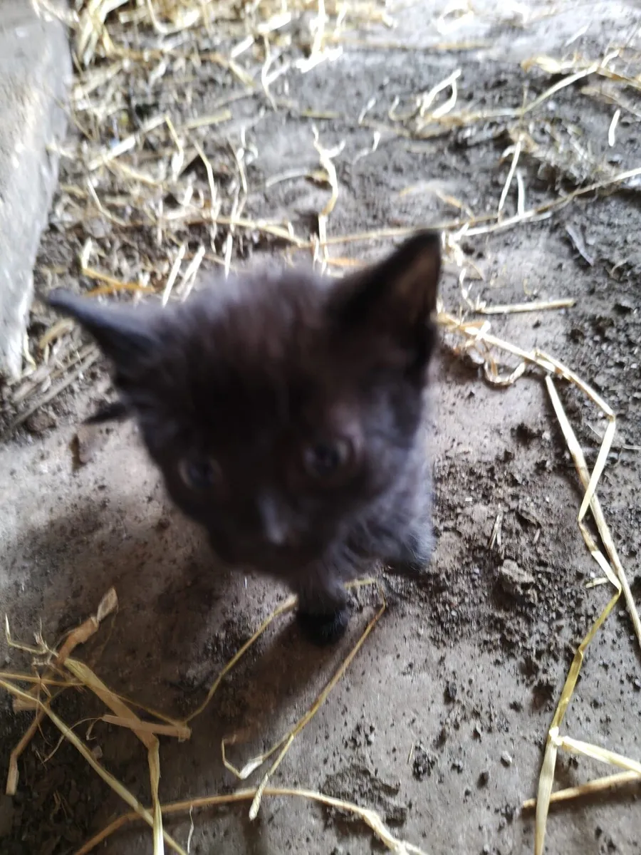 Kittens - Image 1