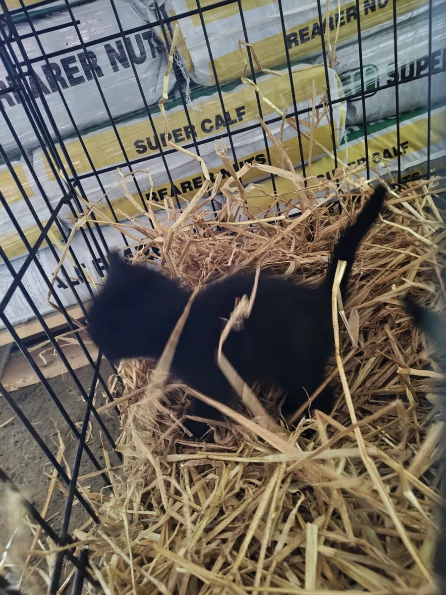 Kittens - Image 2