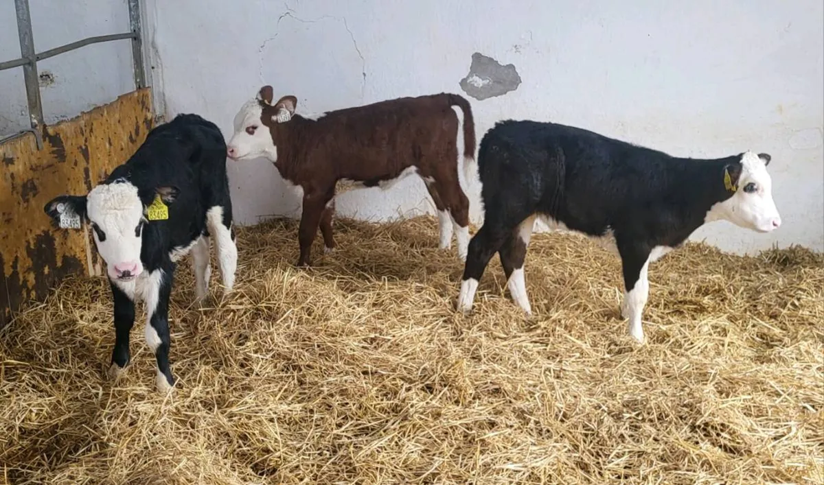 5 Hereford heifer  calves - Image 1