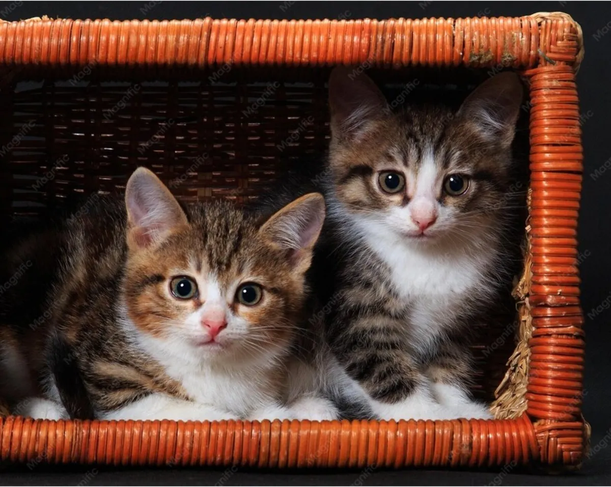 Adorable Kittens short hair British crossed - Image 1