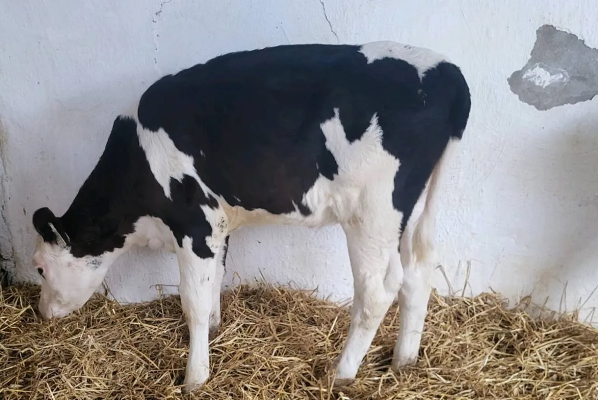 5 Hereford heifer  calves - Image 3