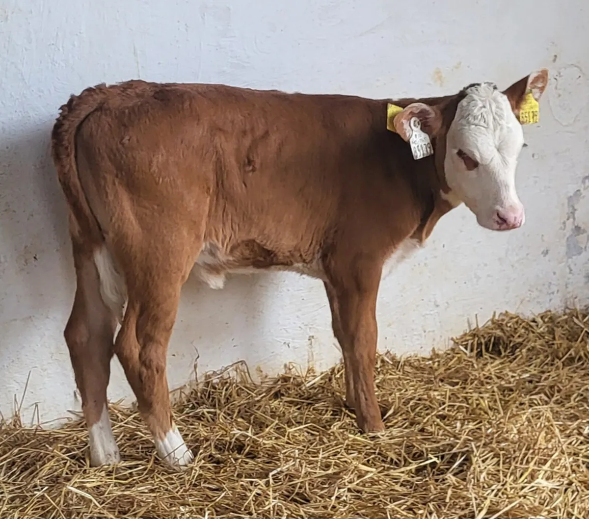 5 Hereford heifer  calves - Image 4