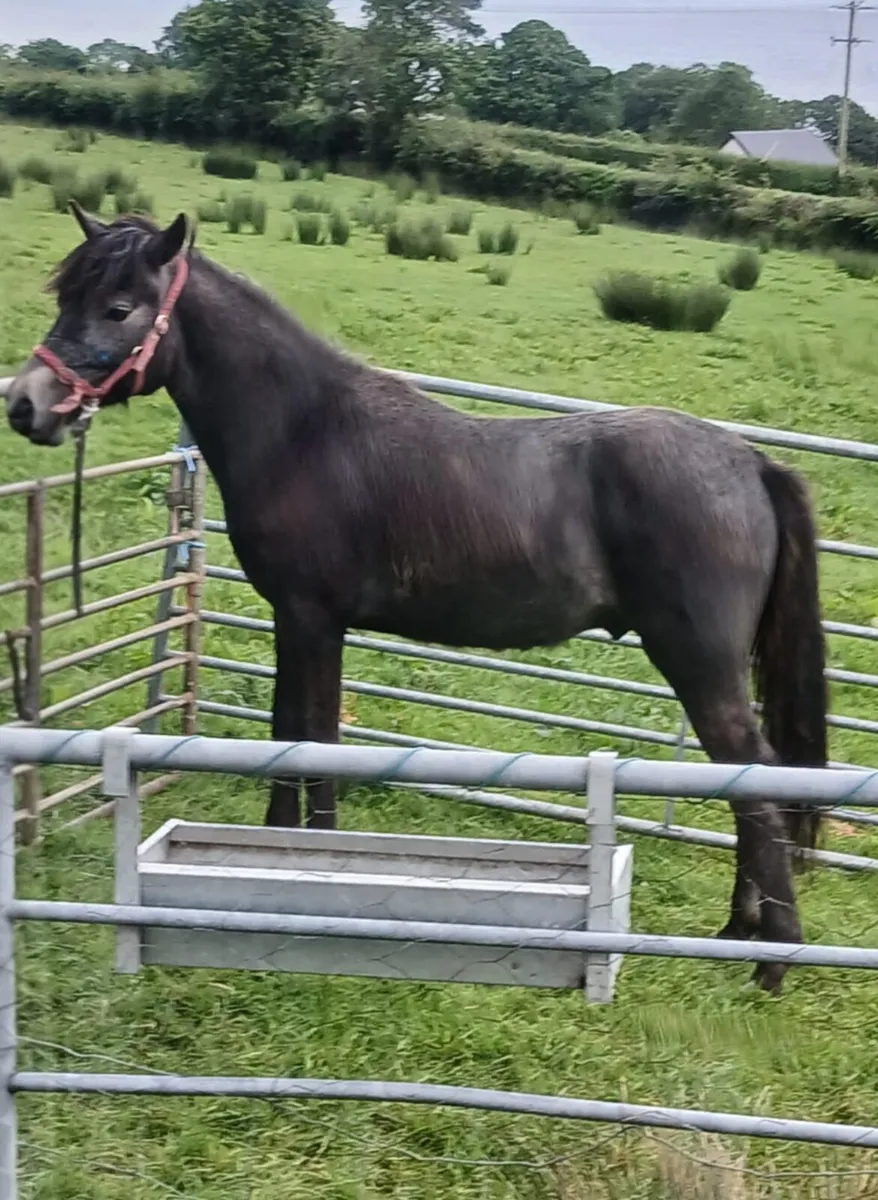 Connemara Uearling Colt - Image 1