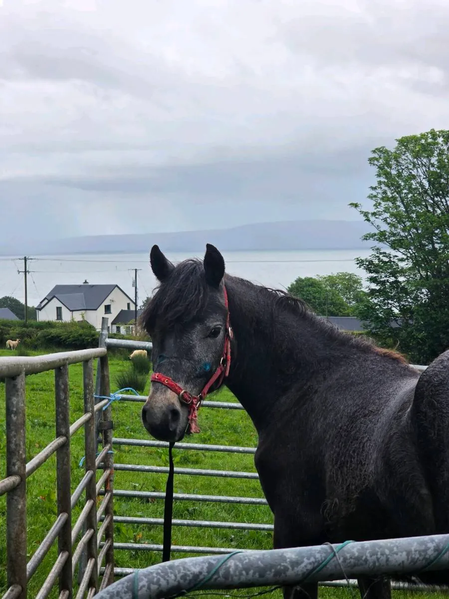 Connemara Uearling Colt - Image 2