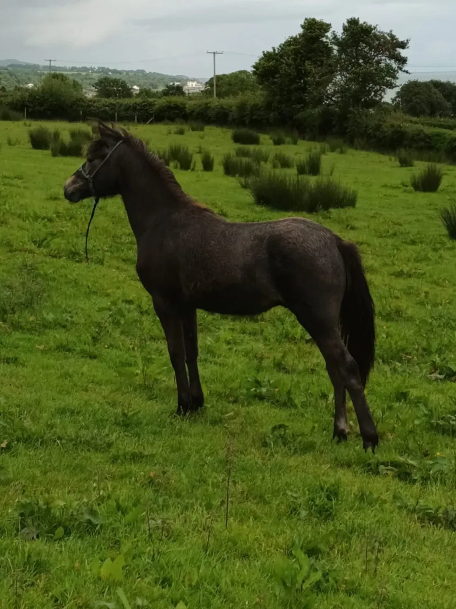 Connemara Uearling Colt - Image 3