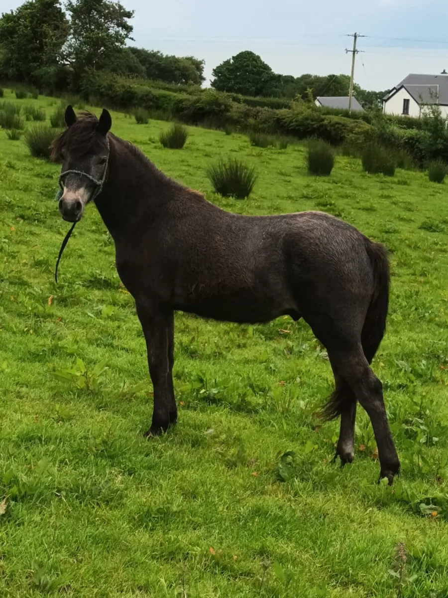 Connemara Uearling Colt - Image 4