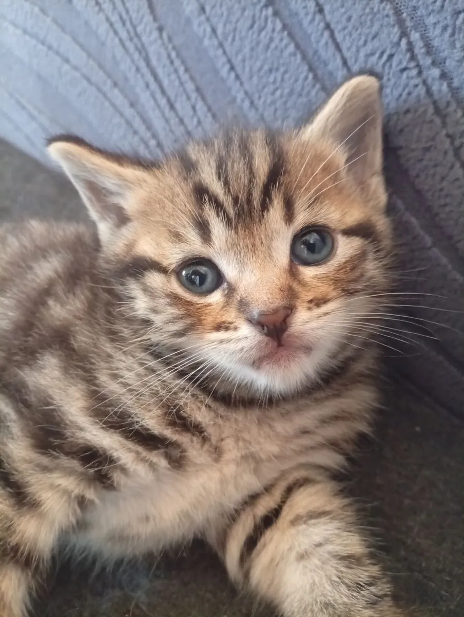 Tiger fur cross british blue kitten - Image 1