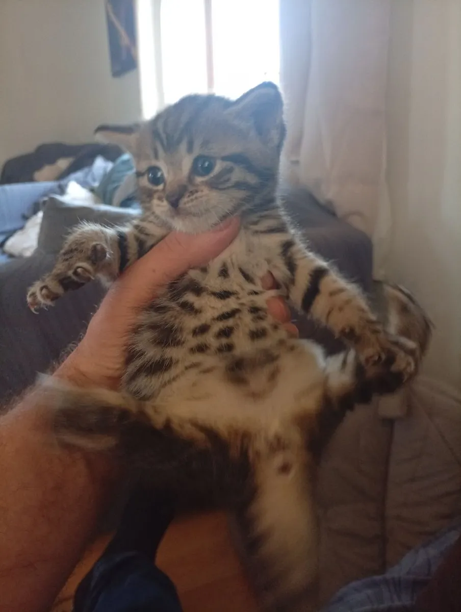 Tiger fur cross british blue kitten - Image 2