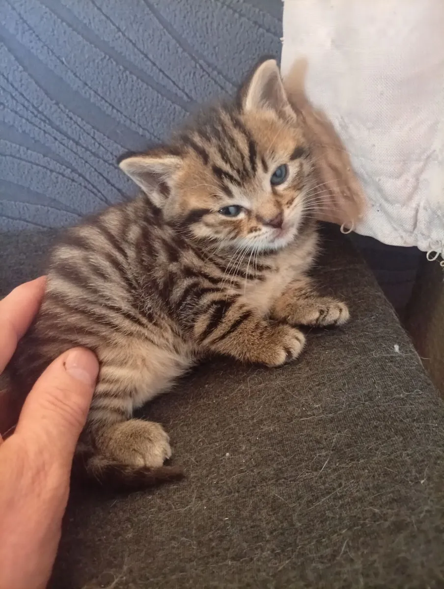 Tiger fur cross british blue kitten - Image 3