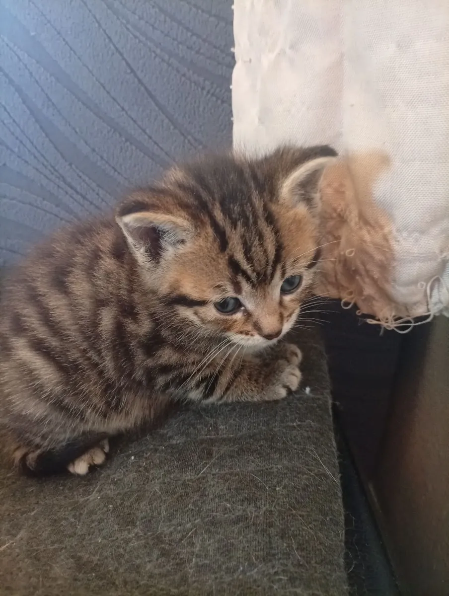 Tiger fur cross british blue kitten - Image 4