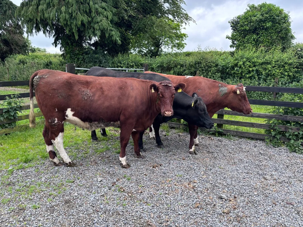 ORGANIC-REGISTERED SHORTHORN HEIFERS- LOT 13 - Image 1
