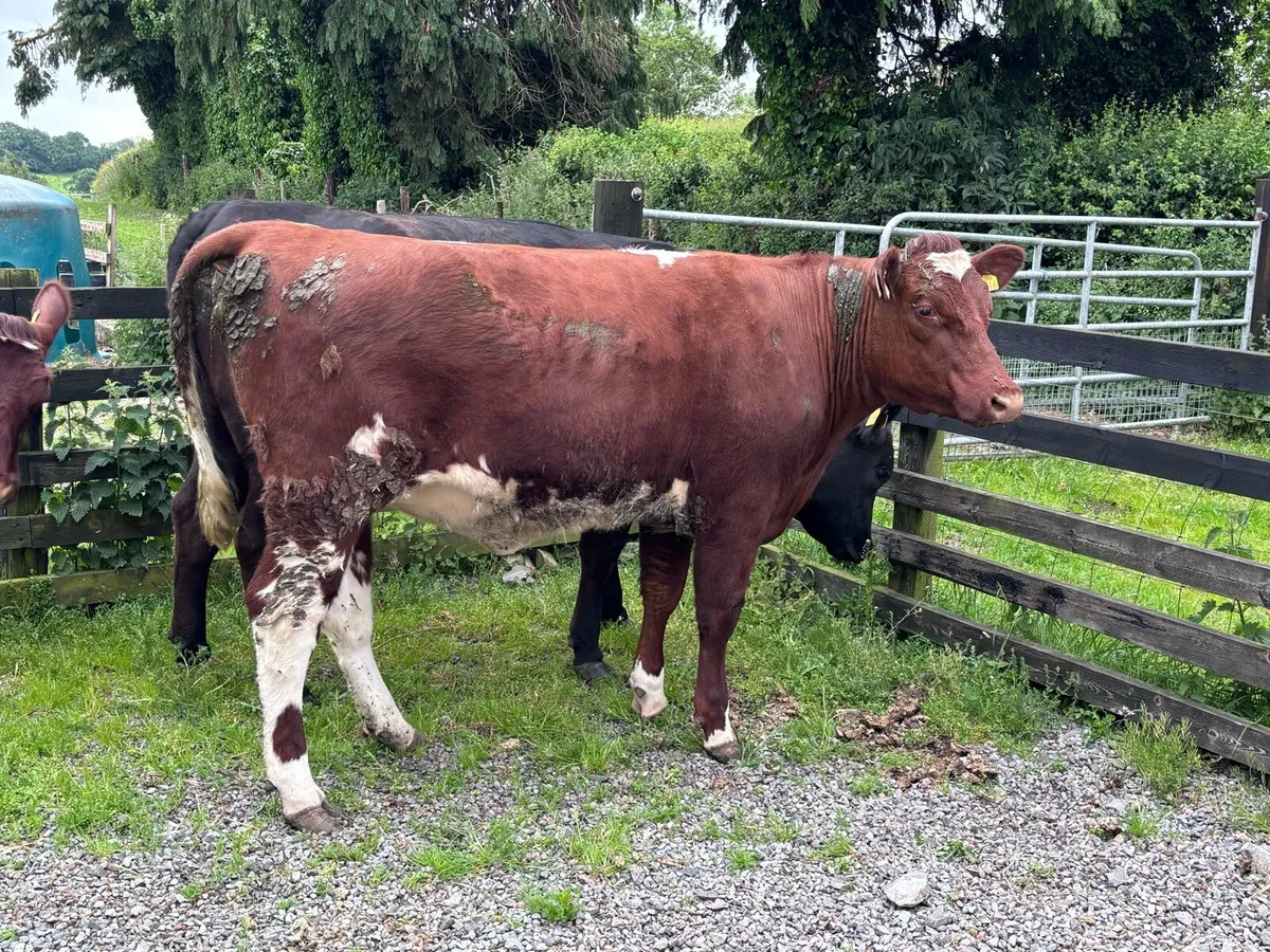 ORGANIC-REGISTERED SHORTHORN HEIFERS- LOT 13 - Image 2
