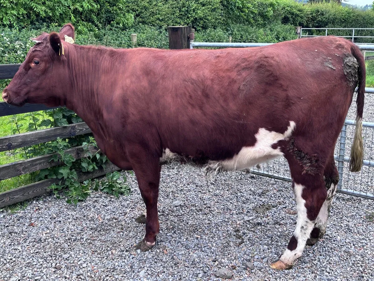 ORGANIC-REGISTERED SHORTHORN HEIFERS- LOT 13 - Image 3