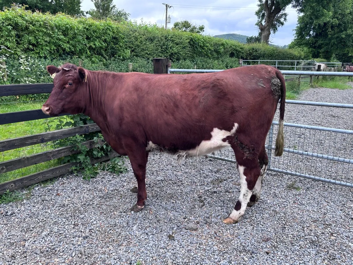 ORGANIC-REGISTERED SHORTHORN HEIFERS- LOT 13 - Image 4