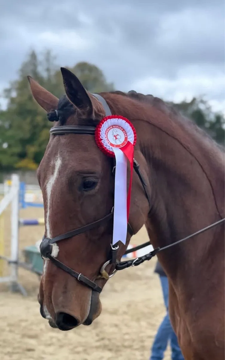 Super Allrounder Mare - Image 1