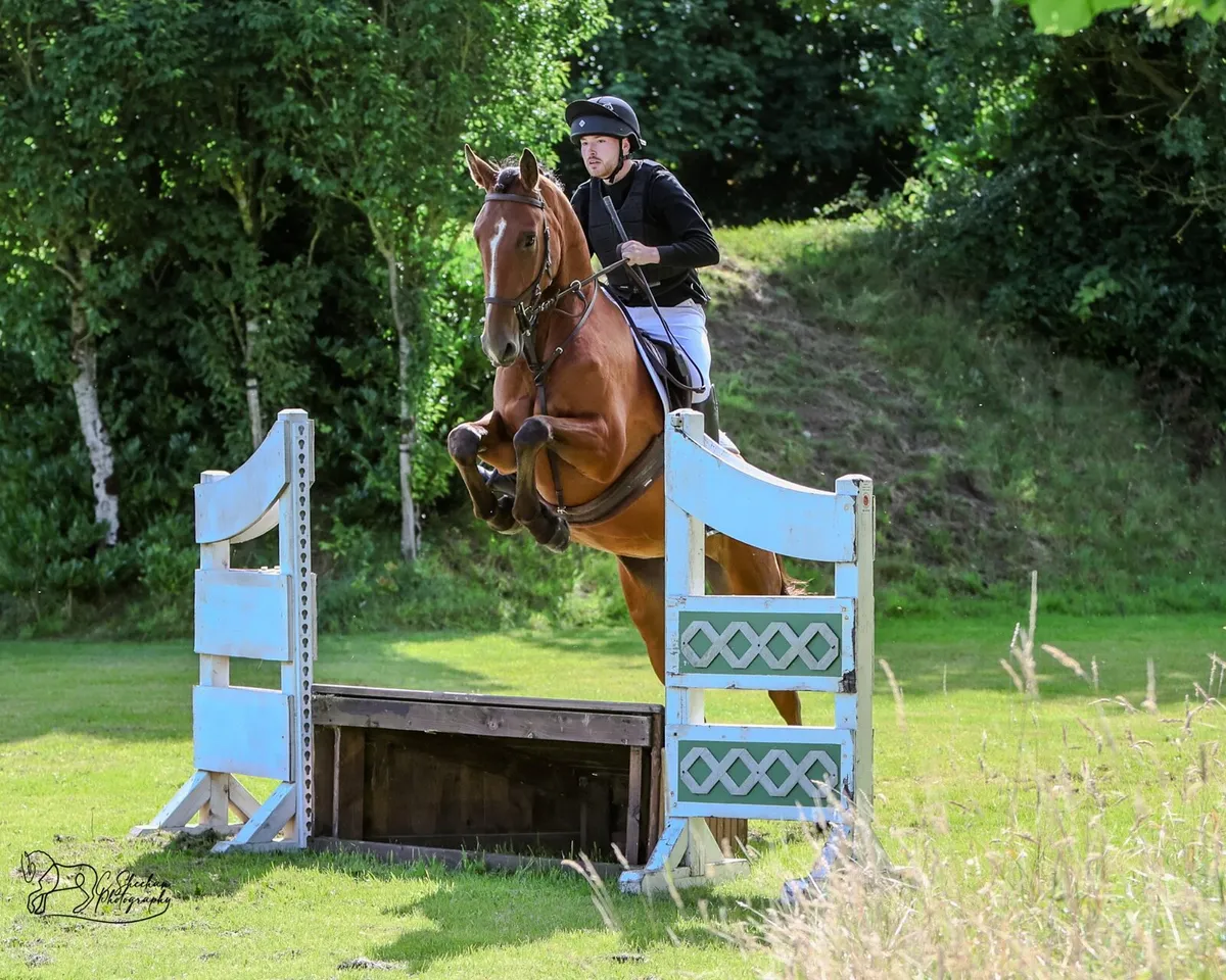 Super Allrounder Mare - Image 2
