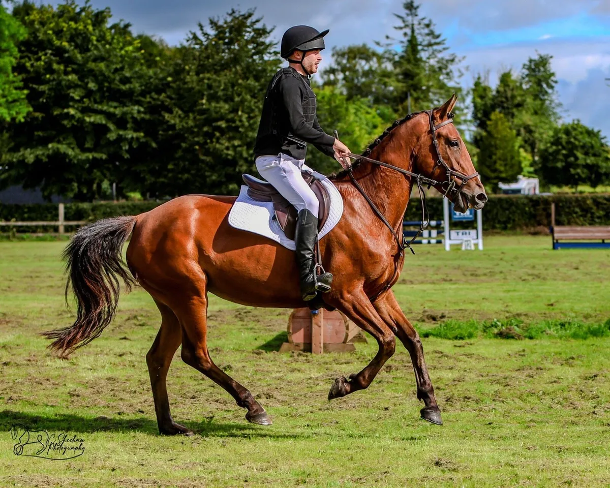 Super Allrounder Mare - Image 3