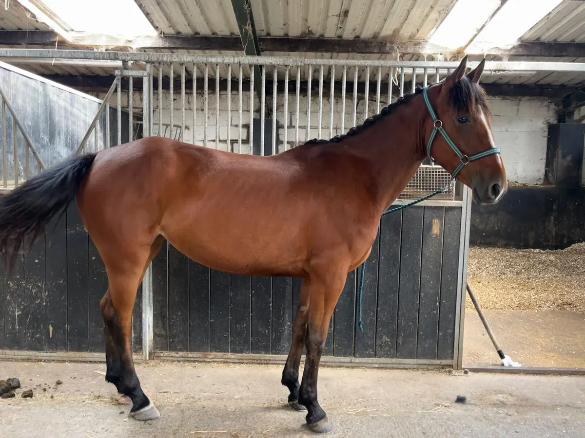 Super Allrounder Mare - Image 4