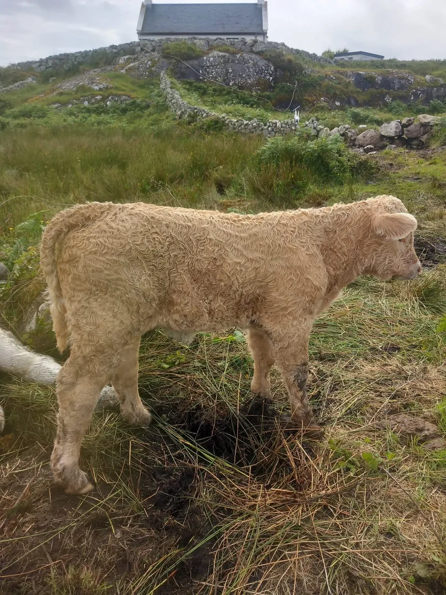 Super bull calf - Image 1