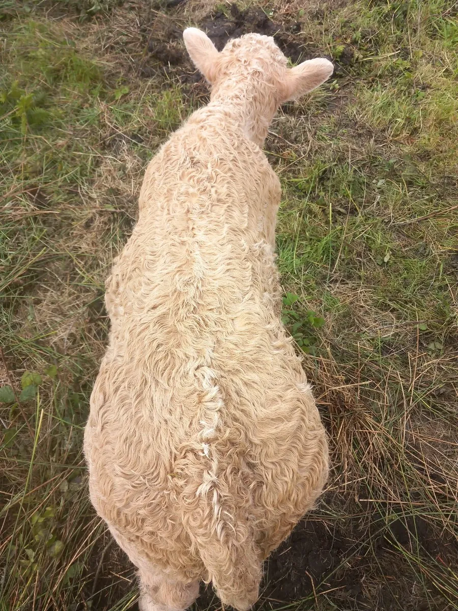 Super bull calf - Image 2