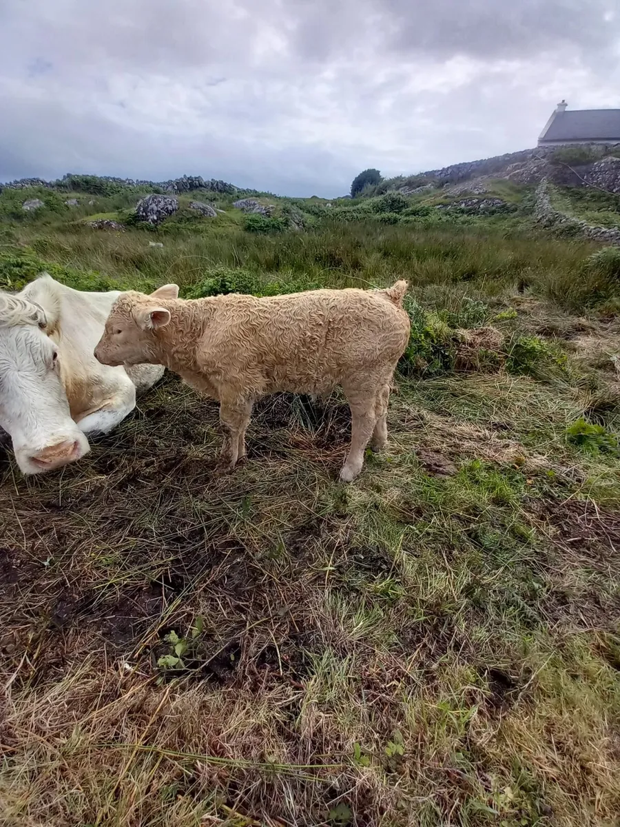Super bull calf - Image 3