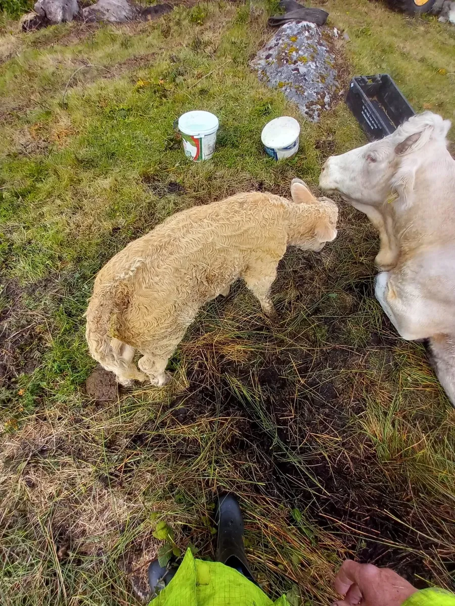 Super bull calf - Image 4