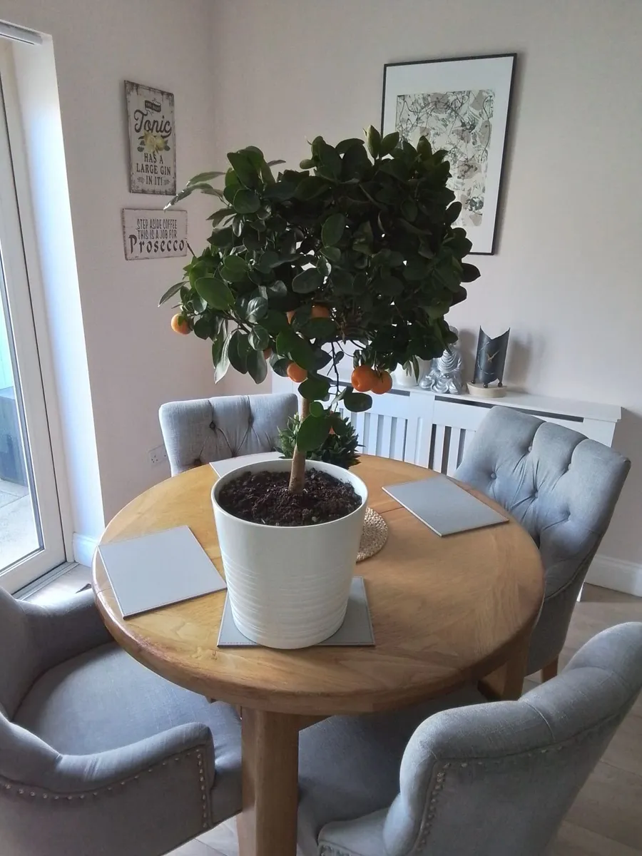 3ft orange plant - Image 1
