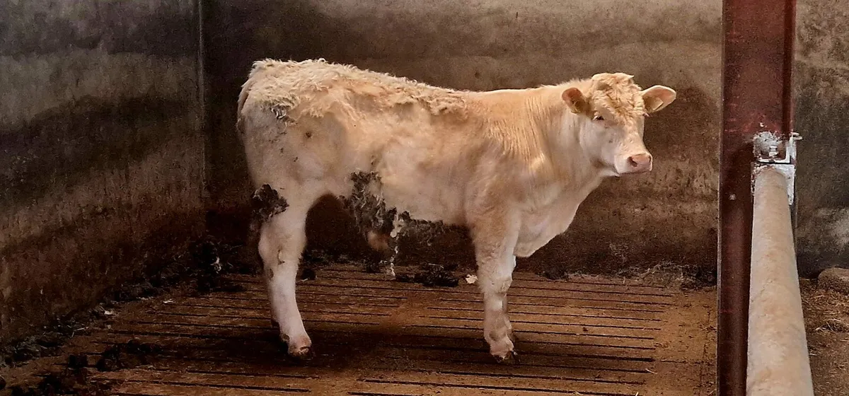 5* Purebred Registered Charolais Bull - Image 1