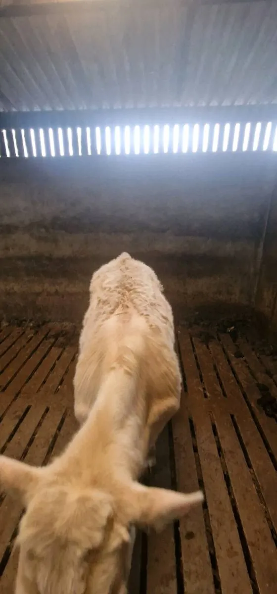 5* Purebred Registered Charolais Bull - Image 4