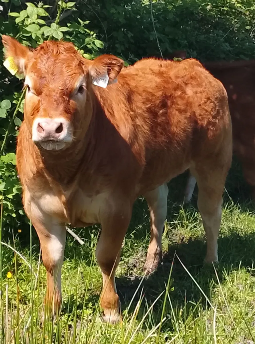 Pedigree Limousin Show Heifer - Image 2