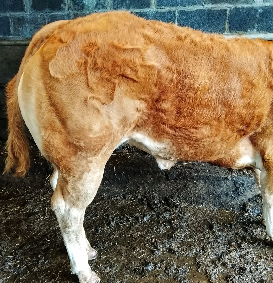Pedigree Limousin Show Heifer - Image 3