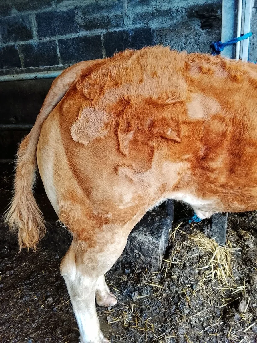 Pedigree Limousin Show Heifer - Image 4