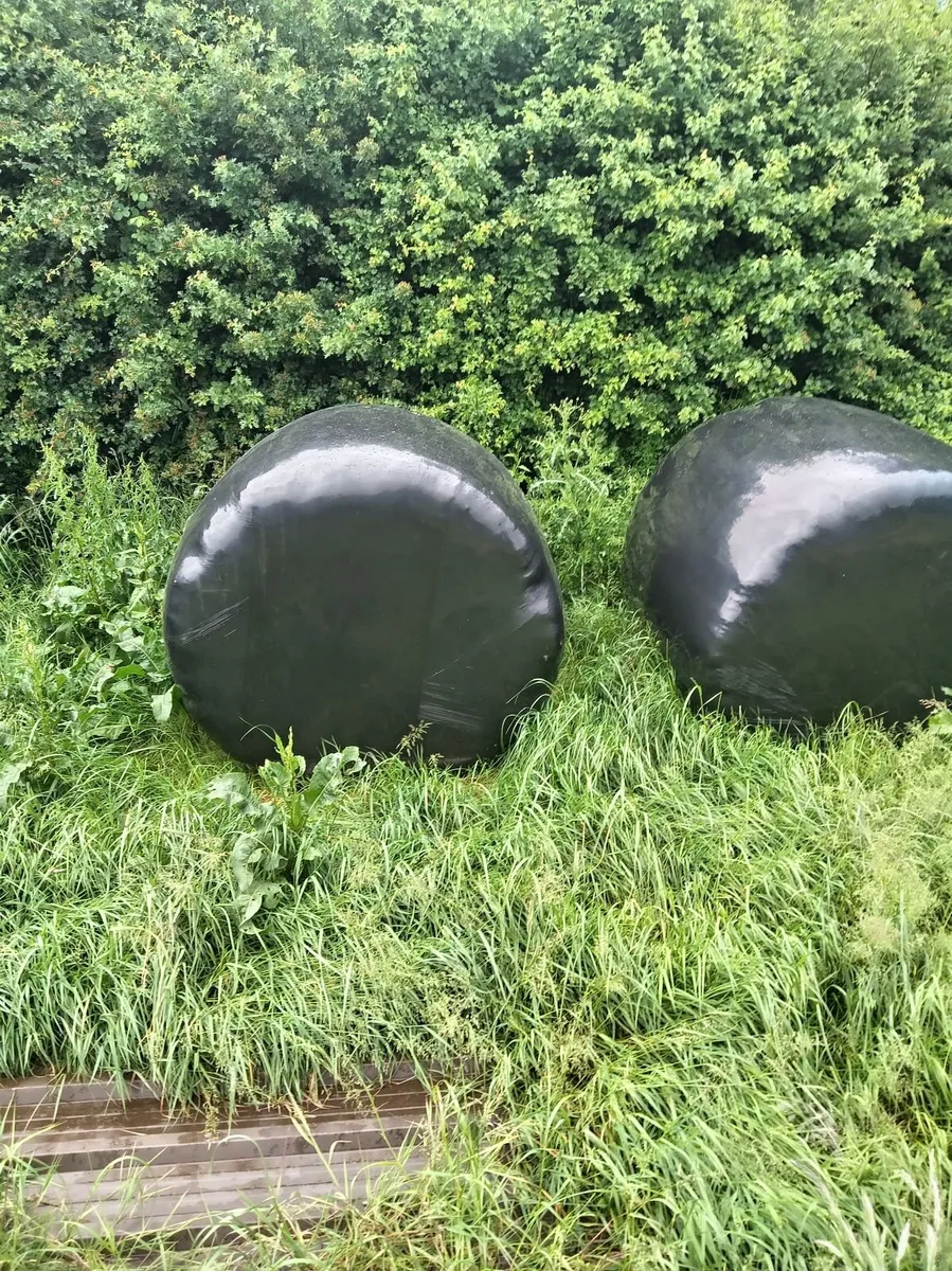 55 Bales of Silage