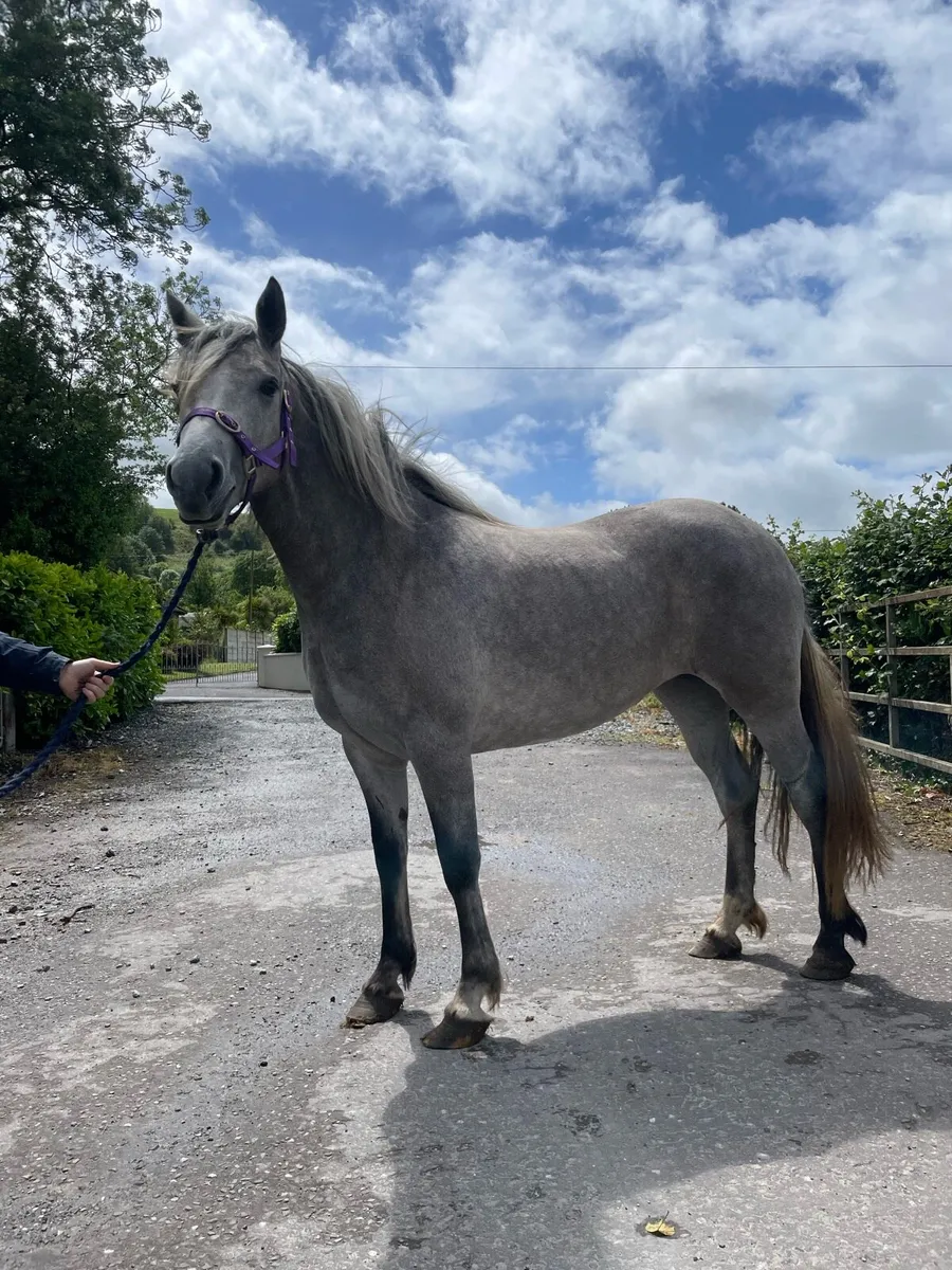 Connermara x cob 2 year old - Image 1