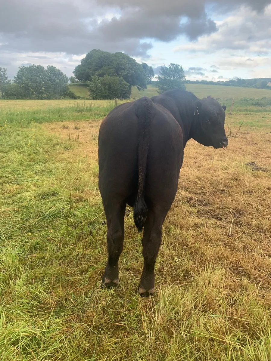 Aberdeen Angus Bull - Image 2
