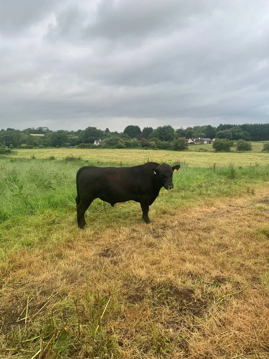 Aberdeen Angus Bull - Image 1