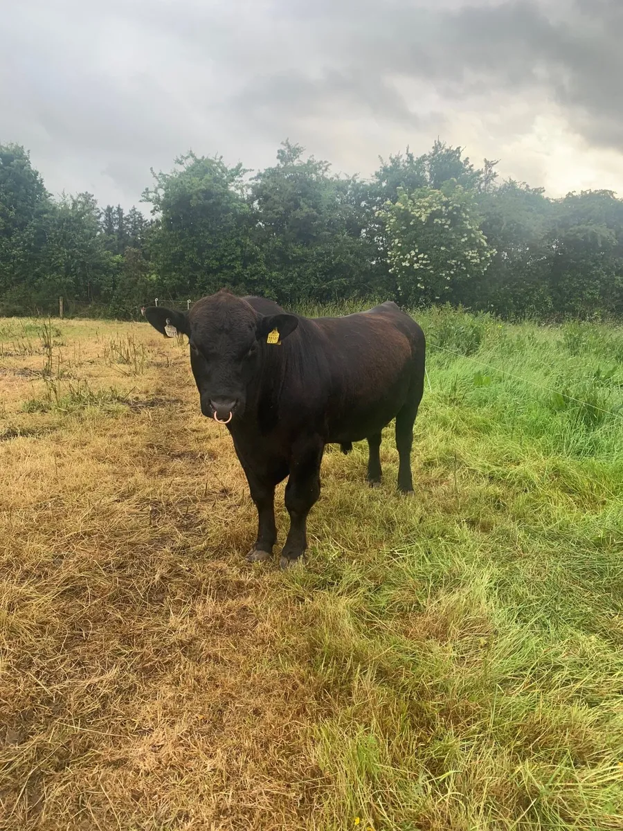 Aberdeen Angus Bull - Image 4