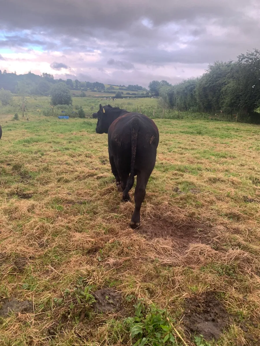 Aberdeen Angus Bull - Image 3