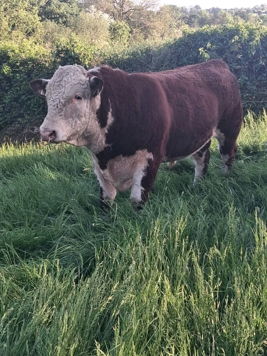 Hereford Bull 2 years old - Image 1