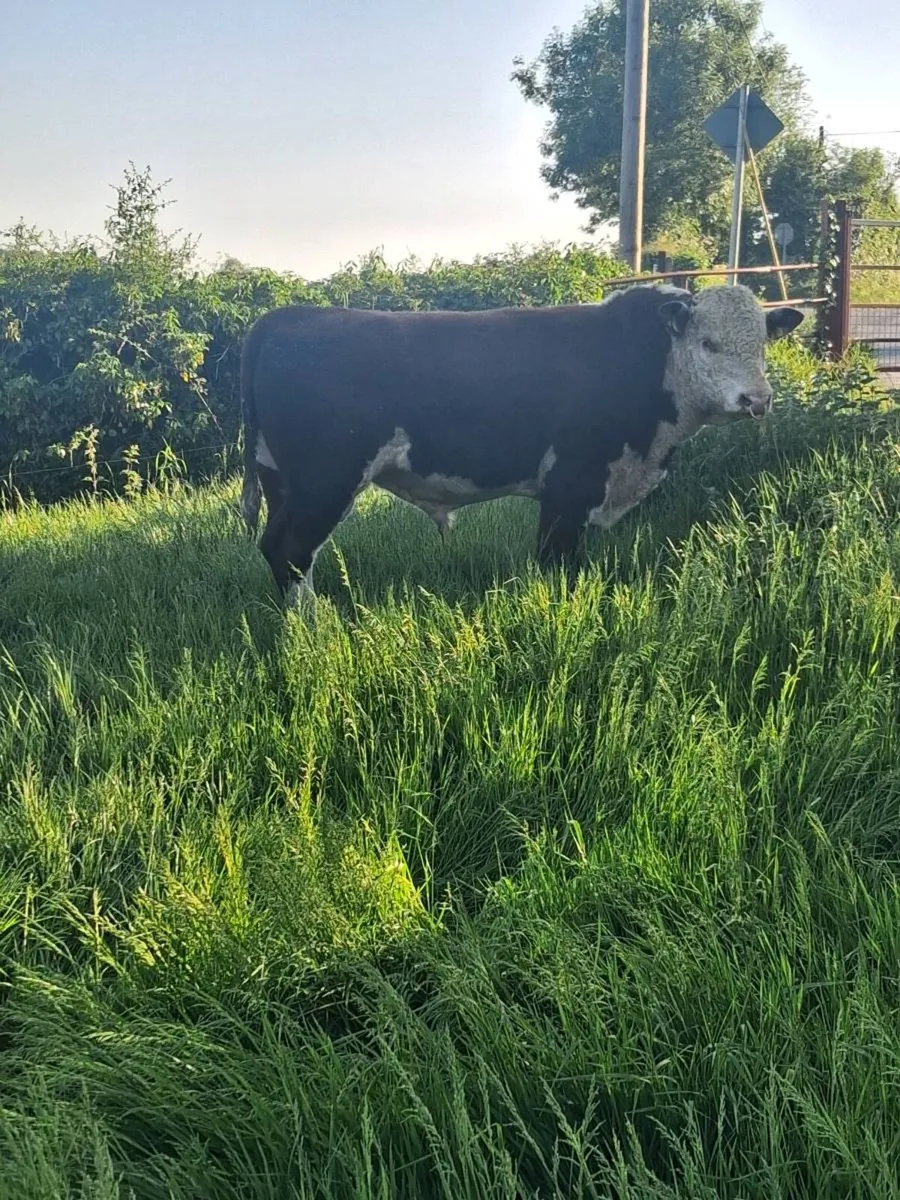 Hereford Bull 2 years old - Image 2
