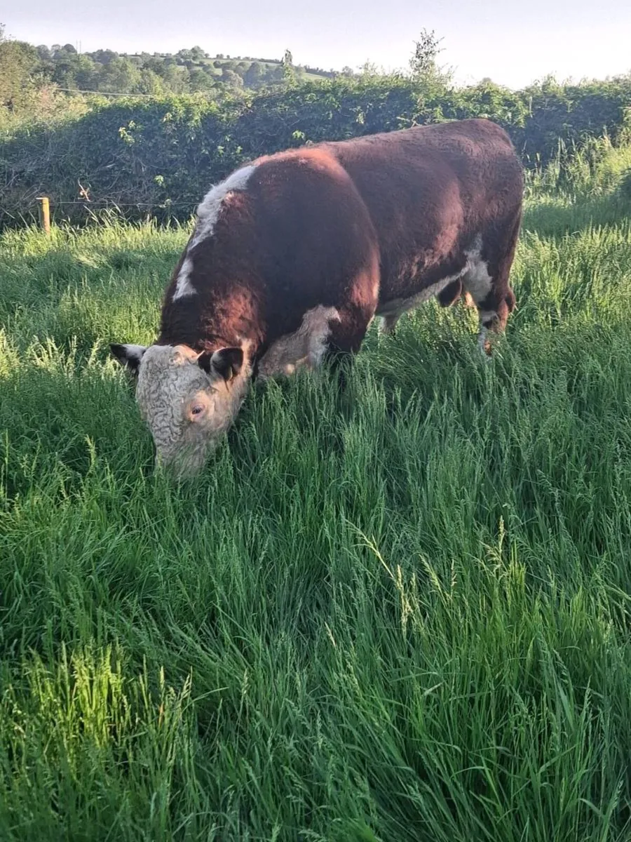 Hereford Bull 2 years old - Image 3