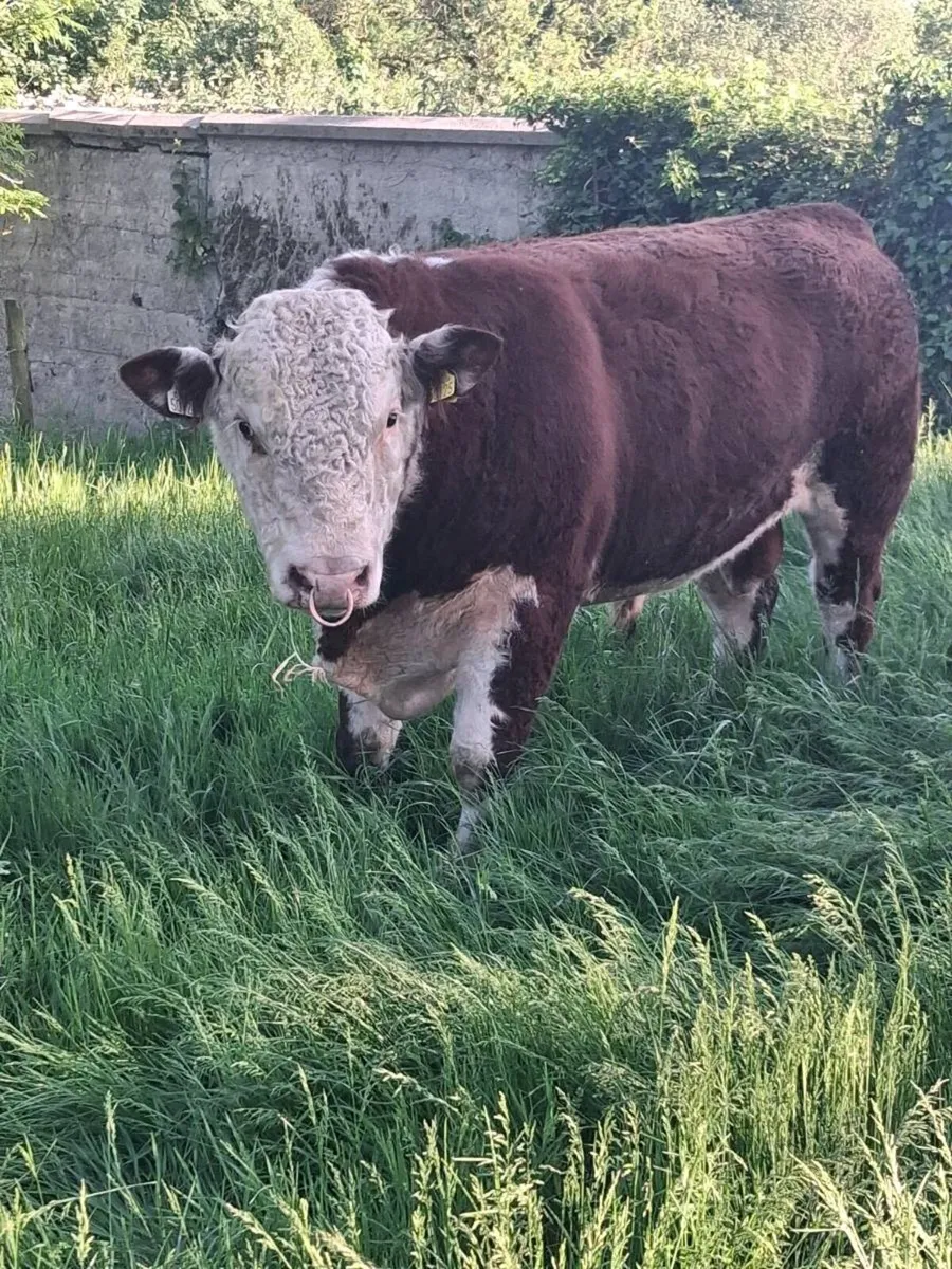 Hereford Bull 2 years old - Image 4