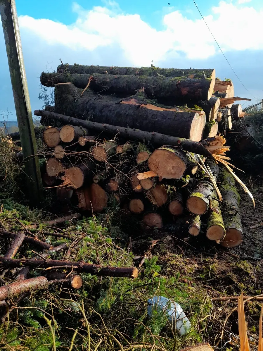 Timber - Image 1