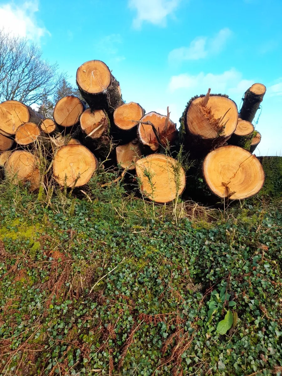 Timber - Image 2