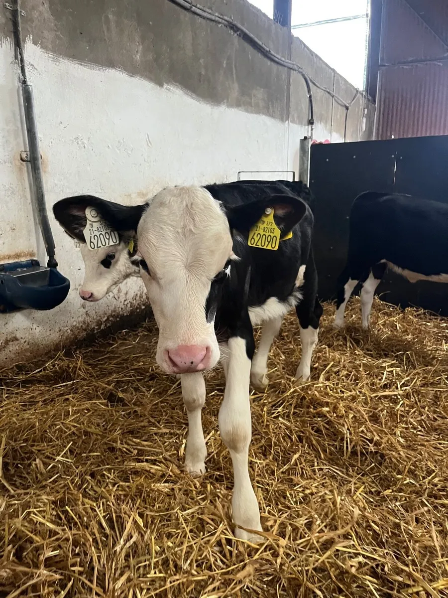 Calves - Image 4