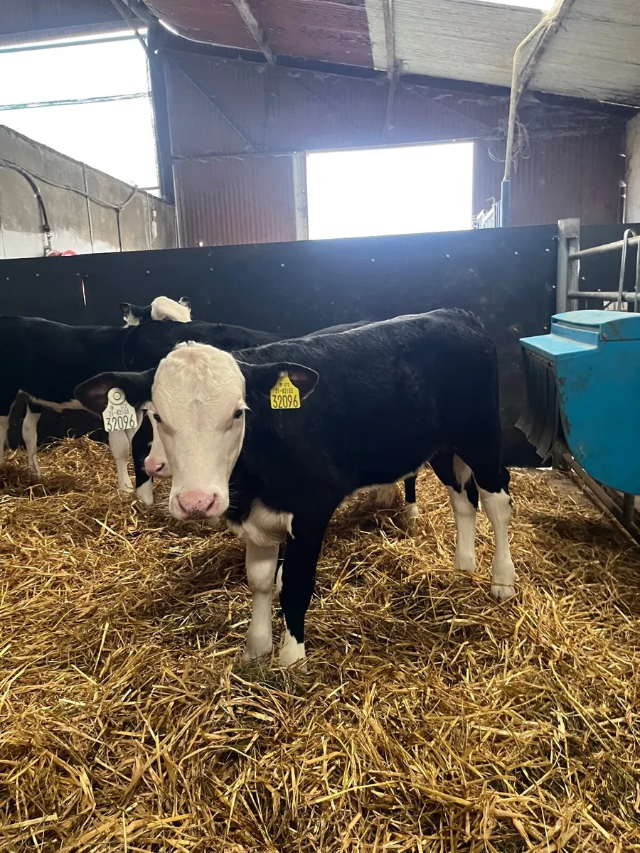 Calves - Image 3