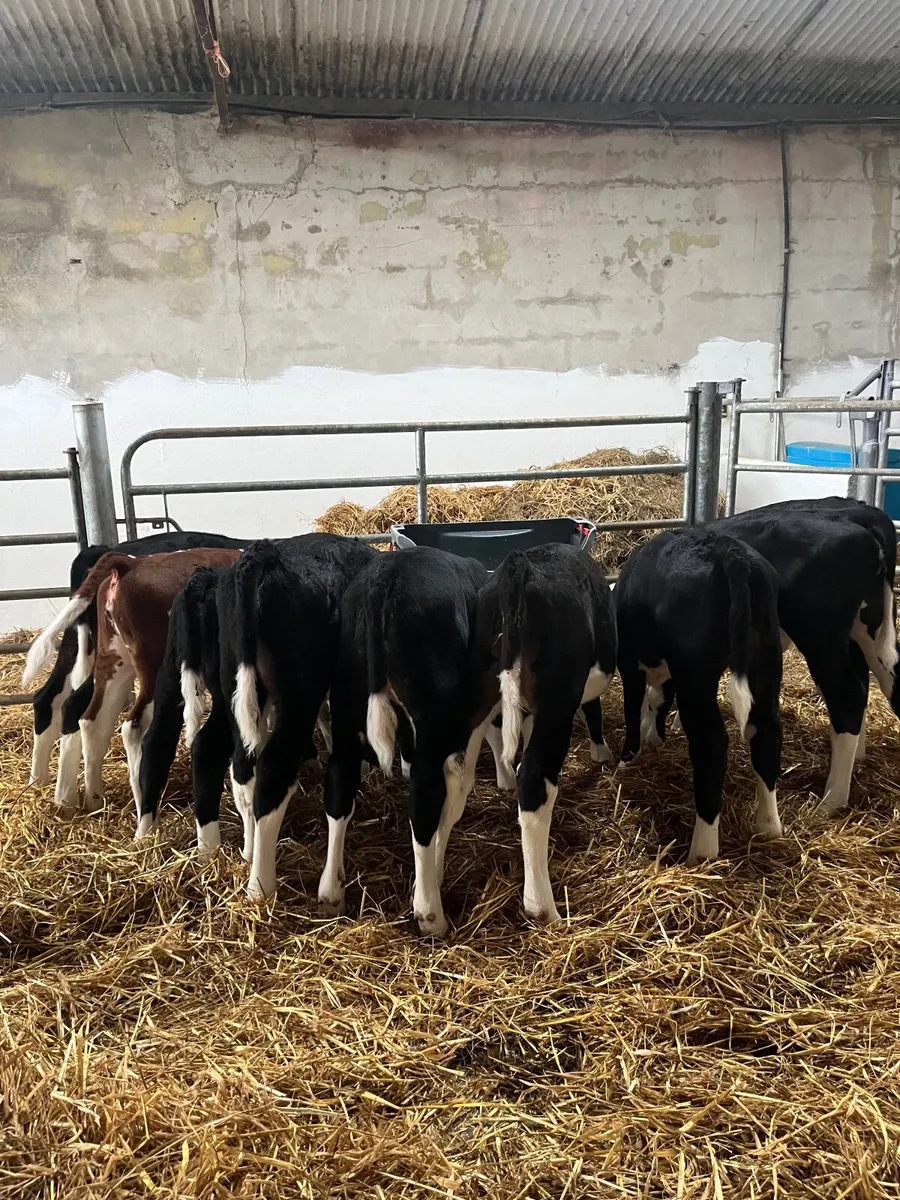 Calves - Image 2