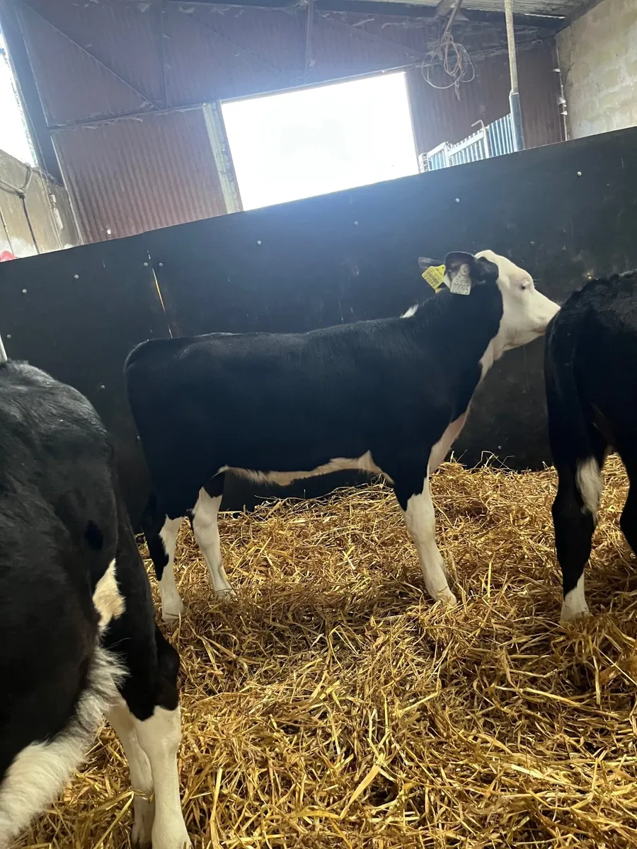 Calves - Image 1